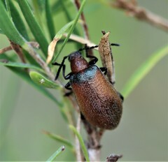 Ecnolagria rufescens