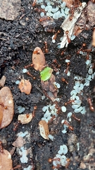 Chelaner antarcticus