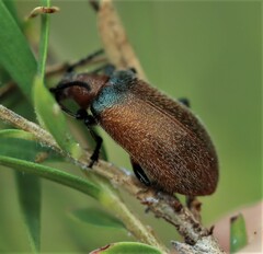 Ecnolagria rufescens