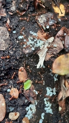 Chelaner antarcticus