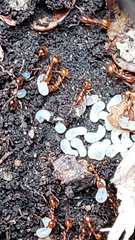 Chelaner antarcticus