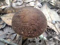 Leccinellum rugosiceps