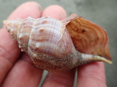 Struthiolaria papulosa