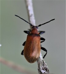 Ecnolagria rufescens