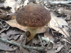 Leccinellum rugosiceps