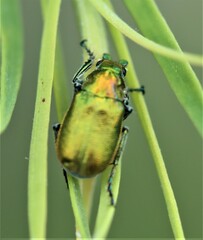 Diphucephala colaspidoides