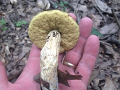 Leccinellum rugosiceps