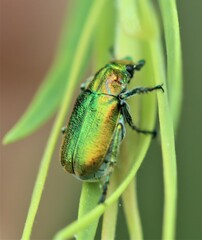 Diphucephala colaspidoides