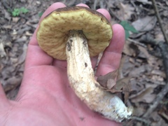 Leccinellum rugosiceps
