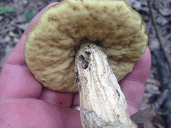Leccinellum rugosiceps