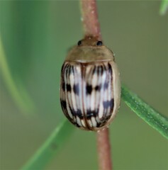 Faex aemula