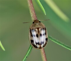 Faex aemula