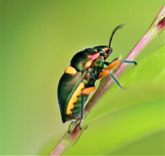 Lampromicra senator