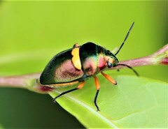 Lampromicra senator