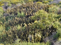 Bergerocactus emoryi