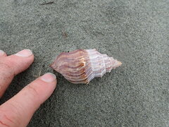 Struthiolaria papulosa