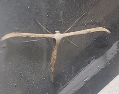 Emmelina monodactyla