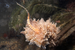 Polybranchia pallens