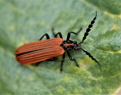 Pseudolycus torridus