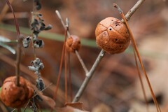 Disholcaspis spongiosa