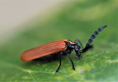 Pseudolycus torridus