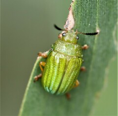 Calomela pallida