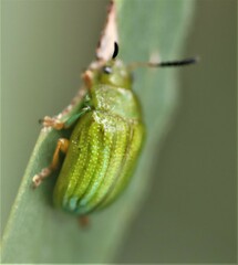 Calomela pallida