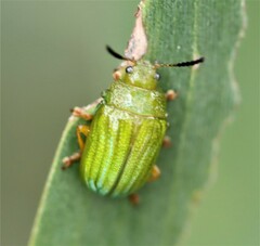 Calomela pallida
