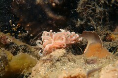 Phyllodesmium serratum