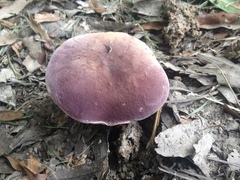 Tylopilus williamsii