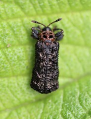 Octotoma scabripennis