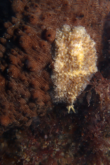 Thysanozoon brocchii