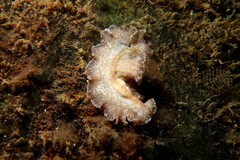 Phrikoceros