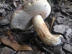 Tylopilus williamsii