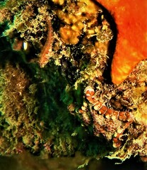 Helcogramma decurrens