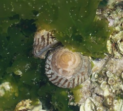 Bembicium nanum