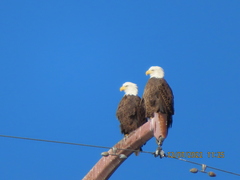 Haliaeetus leucocephalus