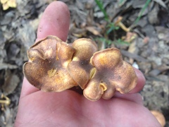 Cantharellus appalachiensis