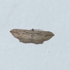 Austrocidaria gobiata