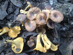 Cantharellus appalachiensis