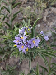Solanum crispum
