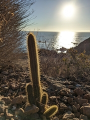 Bergerocactus emoryi
