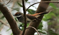 Rhipidura rufifrons