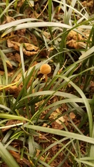 Psilocybe tampanensis