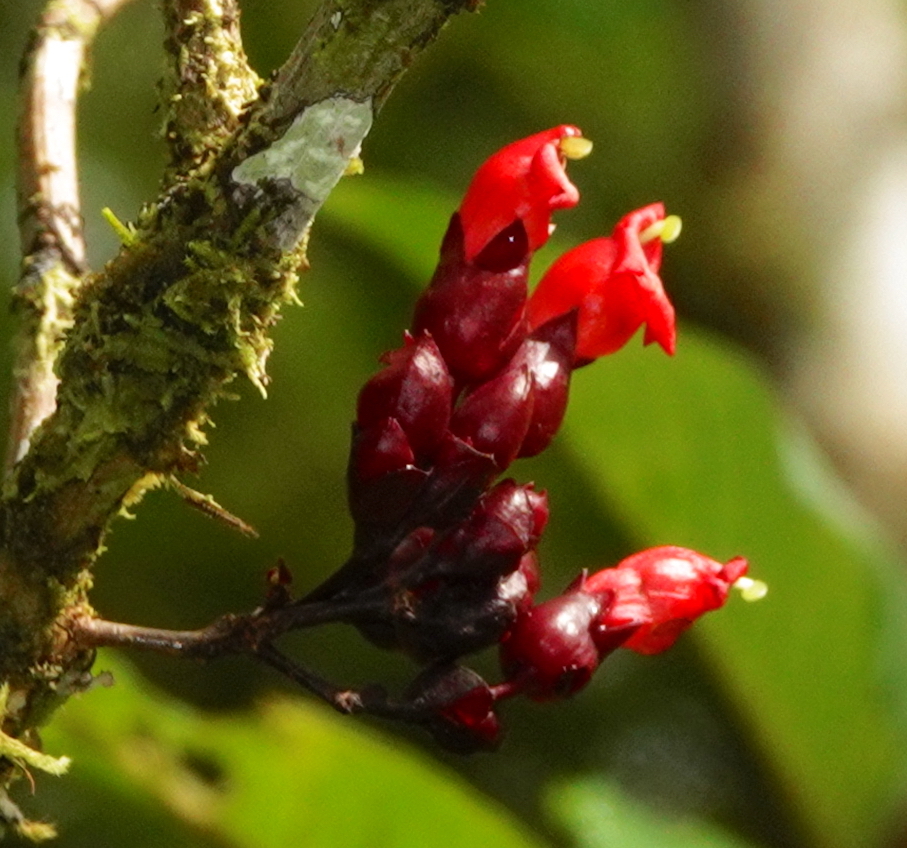 Cyrtandra coccinea