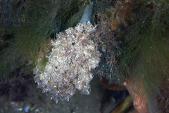 Polybranchia pallens