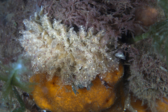 Polybranchia pallens