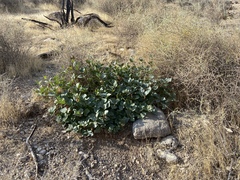 Mirabilis multiflora glandulosa