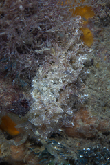 Polybranchia pallens