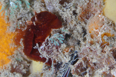 Madrella ferruginosa
